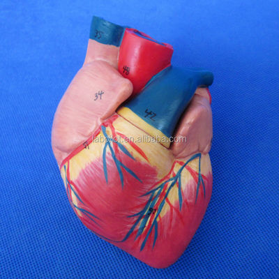 3D-model van het menselijk ademhalingssysteem Larynx Trachea Hart en long voor medisch onderwijs