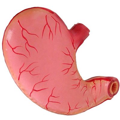 Geavanceerd PVC-model voor medisch onderwijs voor ziekenhuizen Mensen maag Anatomisch model