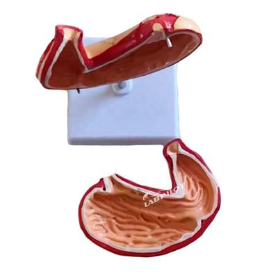 Geavanceerd PVC-model voor medisch onderwijs voor ziekenhuizen Mensen maag Anatomisch model