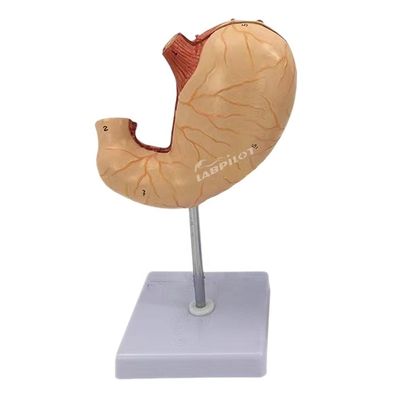 Geavanceerd PVC-model voor medisch onderwijs voor ziekenhuizen Mensen maag Anatomisch model