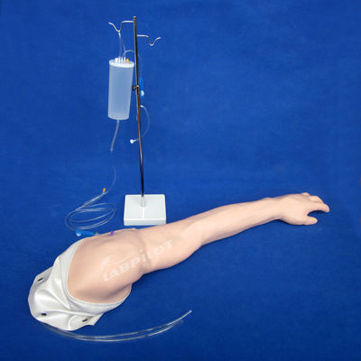 Volledig functionerend Advanced PVC Venous Transfusion and Injection Arm IV Training Model