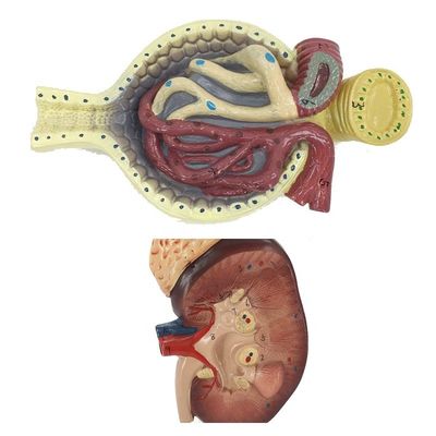 Modelleer van het menselijk urinesysteem voor het onderwijzen van gedetailleerde niernephron- en glomerulusaanatomie