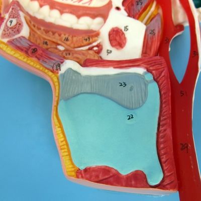 Gedetailleerde gezichtszenuwen en -vaten model geavanceerd pvc-materiaal voor uitgebreide stud