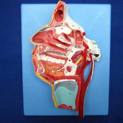 Gedetailleerde gezichtszenuwen en -vaten model geavanceerd pvc-materiaal voor uitgebreide stud