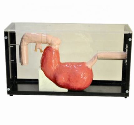 Geavanceerd gastroscopisch onderzoek en ERCP-trainingsmodel voor gastro-intestinale laesies
