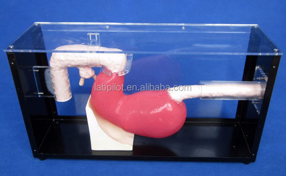Geavanceerd gastroscopisch onderzoek en ERCP-trainingsmodel voor gastro-intestinale laesies