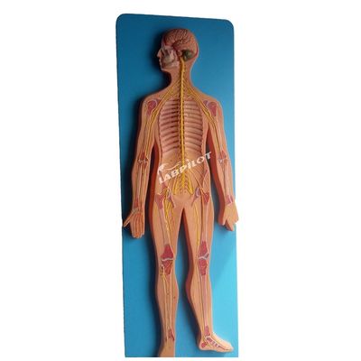 Medische wetenschappen Anatomisch model van het menselijk zenuwstelsel voor ziekenhuizen en klinieken