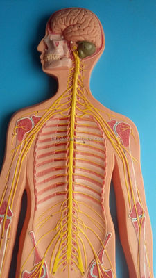 Medische wetenschappen Anatomisch model van het menselijk zenuwstelsel voor ziekenhuizen en klinieken