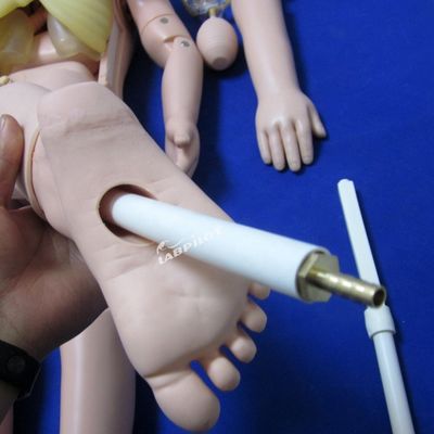 Kindergeneeskunde Anatomisch model voor de opleidingen in de kinderverzorging en -verzorging van 3-jarigen
