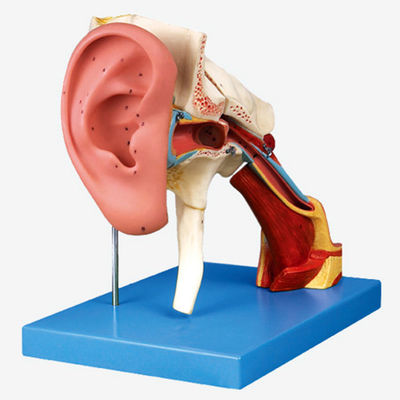 Geavanceerde PVC-ooranatomie Onderwijs Model 4 keer versterkte structuur Buiten- en middenoor