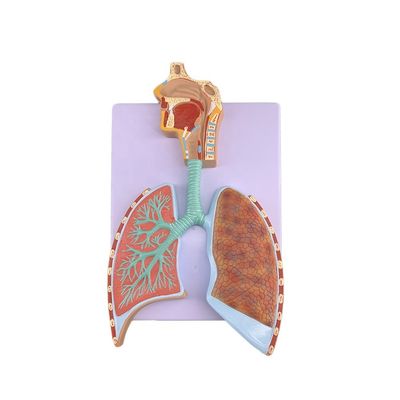 Geavanceerd PVC-longanatomie-model voor nauwkeurige demonstratie van het ademhalingssysteem