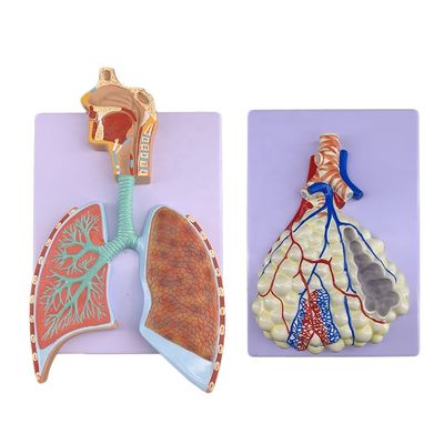 Geavanceerd PVC-longanatomie-model voor nauwkeurige demonstratie van het ademhalingssysteem