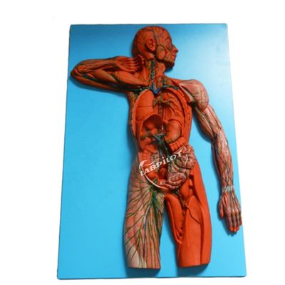 Mensenimmuunsysteem Anatomisch onderwijsmodel 3D-simulator voor orgaan van het lymfestelsel