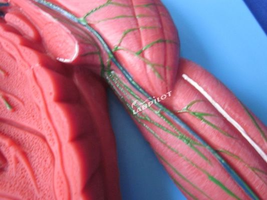 Mensenimmuunsysteem Anatomisch onderwijsmodel 3D-simulator voor orgaan van het lymfestelsel
