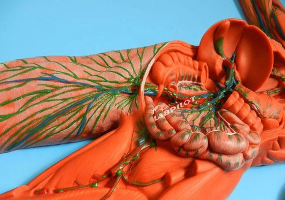 Mensenimmuunsysteem Anatomisch onderwijsmodel 3D-simulator voor orgaan van het lymfestelsel