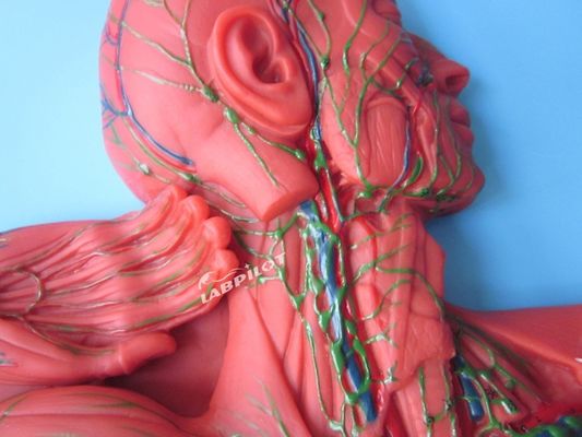 Mensenimmuunsysteem Anatomisch onderwijsmodel 3D-simulator voor orgaan van het lymfestelsel