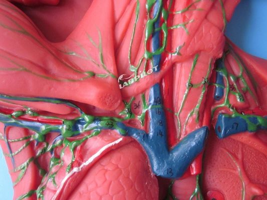 Mensenimmuunsysteem Anatomisch onderwijsmodel 3D-simulator voor orgaan van het lymfestelsel