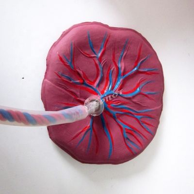 Geavanceerde PVC-modellen voor placentaverzorging voor pasgeboren babypoppen voor zorgverleners