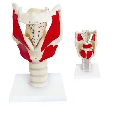 Anatomische demonstratie HOT Larynx Functionele model Geavanceerd PVC voor keelonderwijs
