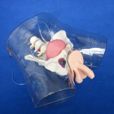 Mannequin voor patiënten zorg demonstratie transparante urethral katheterisatie training