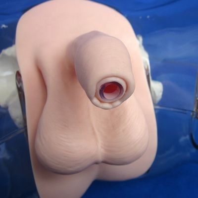 Mannequin voor patiënten zorg demonstratie transparante urethral katheterisatie training