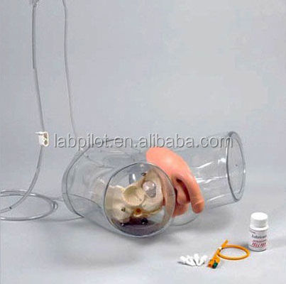 Mannequin voor patiënten zorg demonstratie transparante urethral katheterisatie training