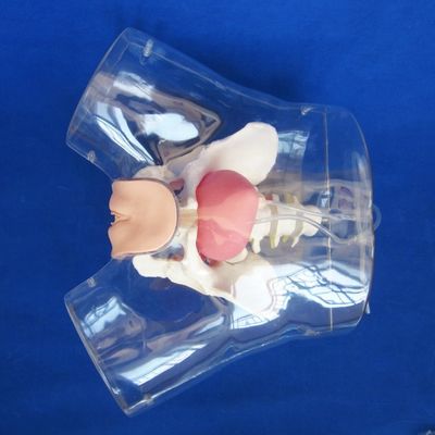 Geavanceerde PVC-transparante vrouwelijke urethrale katheterisatie-trainer voor verpleegkundige opleiding