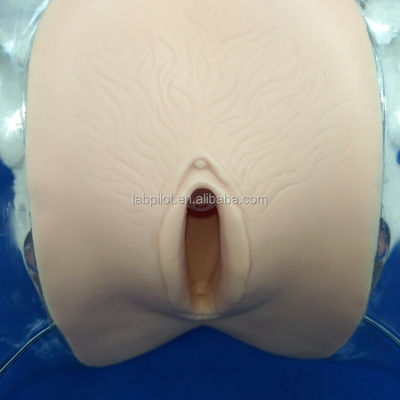 Mannequin Transparante dilatatie en curettage van baarmoedermannequin voor abortusopleiding