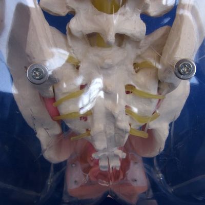 Geavanceerde PVC-transparante vrouwelijke urethrale katheterisatie-trainer voor verpleegkundige opleiding