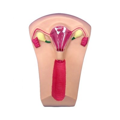 Medische wetenschappen PVC IUD Inbreng Trainer Uterus Vrouwelijke Intrauterine Device Simulator Model