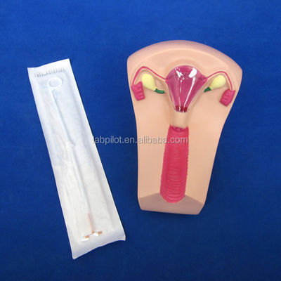 PVC-IUD-contraceptiemimulator Het ideale onderwijsinstrument voor gezinsplanning