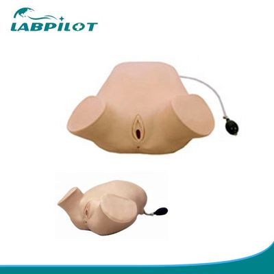 PVC Zwangere vrouwen Vier-stappen palpatie Leopold manoeuvres Vaginale onderzoek simulator