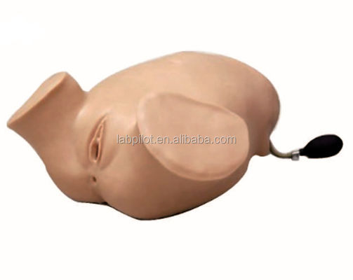 PVC Zwangere vrouwen Vier-stappen palpatie Leopold manoeuvres Vaginale onderzoek simulator