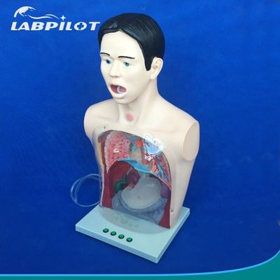 Transparante gastric lavage model neusvoederbuis simulator voor verpleegkundige opleiding