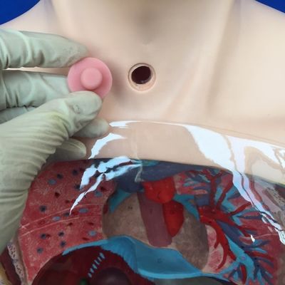 Transparante gastric lavage model neusvoederbuis simulator voor verpleegkundige opleiding