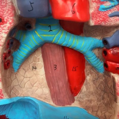 Transparante gastric lavage model neusvoederbuis simulator voor verpleegkundige opleiding