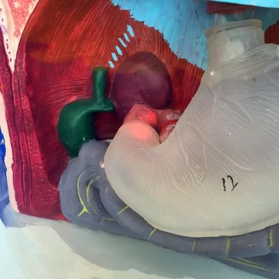 Transparante gastric lavage model neusvoederbuis simulator voor verpleegkundige opleiding