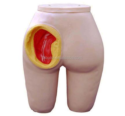 Human Life Size Gluteus Intramusculaire Injectie Opleidingsmodel voor patiëntenzorg Demo