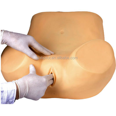 Vrouwengezondheidsonderwijs GYN Examen Opleidingssimulator met geavanceerd PVC materiaal