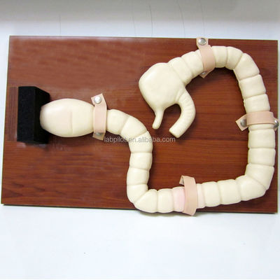 Mannequin voor Sigmoidoscoop Onderzoek Training Geavanceerde Darm Model Simulator