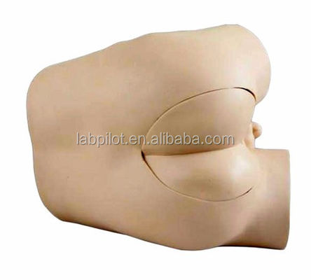 Rectal Examination Skills Training Model met geavanceerde PVC-constructie en componenten