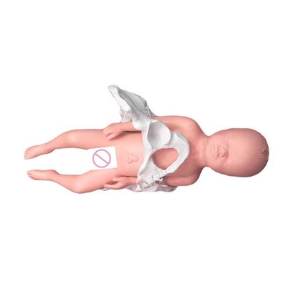 Onderwijs Medische wetenschappen met navelstreng en placenta
