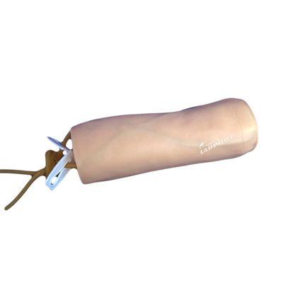 Medische wetenschappen Venipunctuur en bloedtransfusie Praktijkmodel met IV Elbow Model