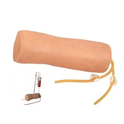 Medische wetenschappen Venipunctuur en bloedtransfusie Praktijkmodel met IV Elbow Model