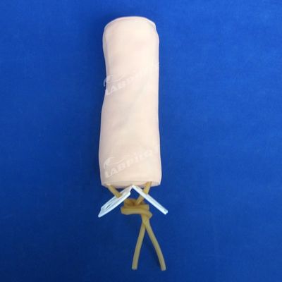Medische wetenschappen Venipunctuur en bloedtransfusie Praktijkmodel met IV Elbow Model