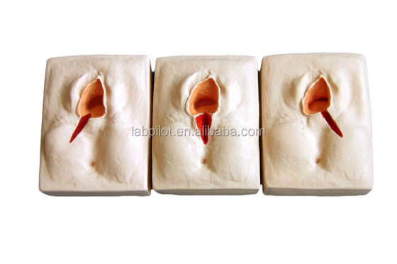 Gynaecologische vaardigheden Onderwijs 3-set Perineum Suring Simulator en Episiotomy Wond Suring Model