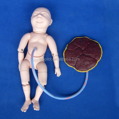 Verloskunde-Gynecologie Model Zwangere Vrouw Care Simulator voor Verloskunde Training