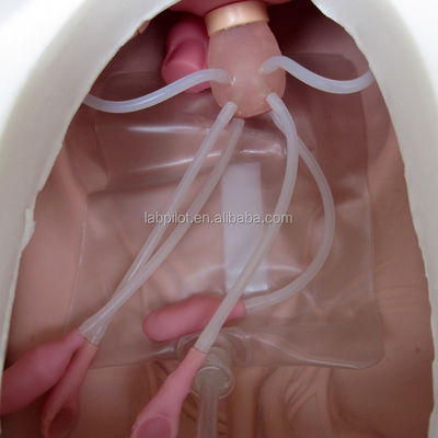 Medische wetenschappen Verschillende gynaecologische verpleegkundige vaardigheden Training Mannequin Bekken- en vaginaonderzoeksmodel