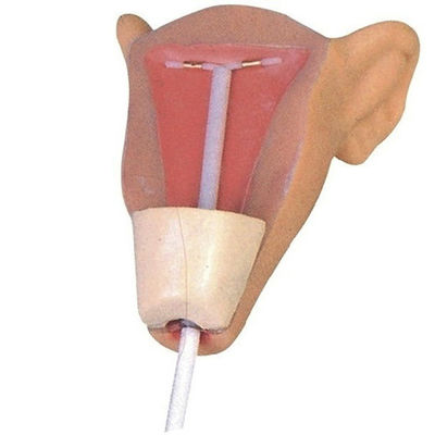 Contraceptie simulator Gezinsplanning en IUP-trainingmodel voor baarmoederinvoeging