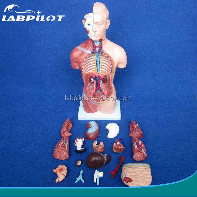 42 cm geslachtsloze torso model met interne organen 18 delen en gedetailleerde torso anatomie model